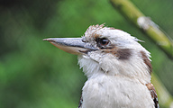 Laughing Kookaburra (Dacelo novaeguineae)